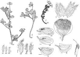 Image result for Argyrolobium rupestre