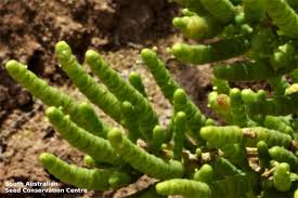 Image result for Halosarcia