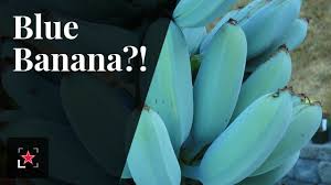 Everything about the blue java banana seems like a hoax: The Blue Banana Has Arrived Fine Dining Lovers Youtube