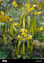 Image result for Senna artemisioides