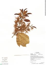 Image result for Chionanthus niloticus