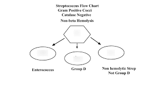 Non Hemolytic Streptococci Diagram Quizlet