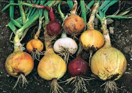 The bulb develops at the flower, much like peppers and tomatoes. How To Grow Onions From Seed Finegardening