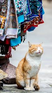 Istanbul Turkey Sevimli Kediler Sevimli Kedi Yavrulari Kedi