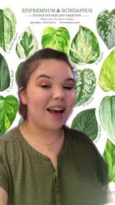 Difference Between Manjula Pothos and Marble Snow Queen