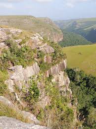 Image result for Dichilus reflexus