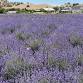 Capay Valley Tour: Wine, Olive Oil, Lavender event image
