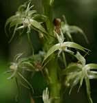 Image result for Habenaria galactantha