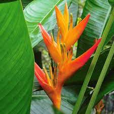 Pin By Diego Fachin On Flores Tropicales Exoticas De La Amazonia Heliconia Heliconia Plant Beautiful Gardens