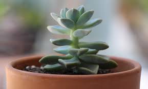 Still, they're nice plants to have around the house in small pots. Propagating Succulents Needles Leaves