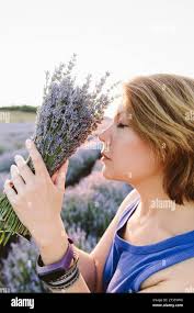 Bunch of lavender hi-res stock photography and images