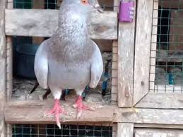 Seperti burung dara balap yang harga burung dara berkisar dari satu juta hingga dua setengah juta. Cara Memilih Burung Merpati Balap Yang Dari Postur Dada Dan Tubuh Merpati Seprint Merpati Tembak Youtube