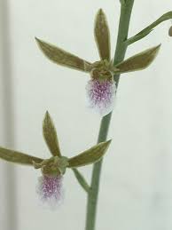 Image result for Eulophia caricifolia
