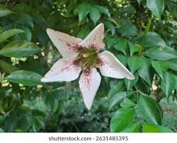 Image result for Rothmannia fischeri