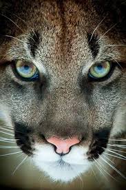 Tc Tacettin Seref Adli Kullanicinin Animal Kingdom Panosundaki Pin Buyuk Kediler Hayvan Hayvan Fotografciligi