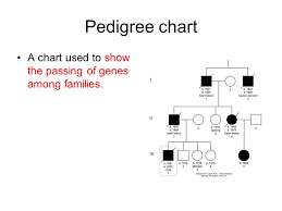 Genetics Vocabulary Trait A Physical Characteristic Passed