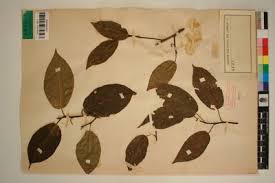 Image result for Ficus variifolia