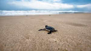 Check spelling or type a new query. Sea Turtle Laptop Wallpapers Top Free Sea Turtle Laptop Backgrounds Wallpaperaccess