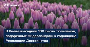 Щороку в травні тисячі туристів з'їжджаються до нідерландів. V Kieve Vysadili 100 Tysyach Tyulpanov Podarennye Niderlandami K Godovshine Revolyucii Dostoinstva Rubrika