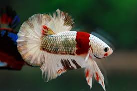 The Most Expensive Betta Fish Nice Betta Thailand Co Ltd In 2020 Betta Fish Betta Fish