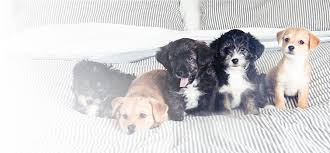 Community pet clinic near me. Veterinarian In Modesto And Turlock Ca Community Veterinary Clinic