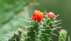 Prickly pear cactus is a tropical or subtropical plant, so it loves the warm exposure. Natural History