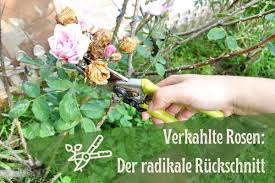 Man muß sie nicht gleich schneiden wenn man die allerersten neutriebe sieht, sondern erst wenn die kräftigen roten rosentriebe, etwa 3 bis 7 cm länge erreicht haben. Verkahlte Rosen Der Radikale Ruckschnitt