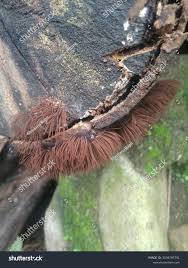 Image result for Stemonitis splendens