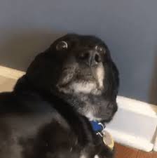 Pin By Haydar Ozkomurcu On Memes Dogs Scary Dogs Funny Animals Discover & share this eyes gif with everyone you know. pinterest