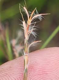 Image result for Schizachyrium jeffreysii
