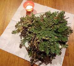 Prayers And Workings With The Rose Of Jericho Doradilla Flower Jericho Rose Plants Flowers In The Attic