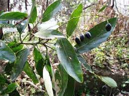 Image result for Cryptocarya