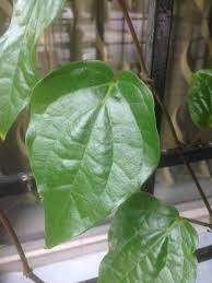 Perbezaan daun sireh dan daun kaduk. Perbezaan Antara Daun Kaduk Dan Daun Sireh Ohlembab