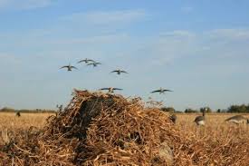 Prairies Edge Outfitting Waterfowl Hunting Photo 29 Goose Hunting Waterfowl Hunting Hunting