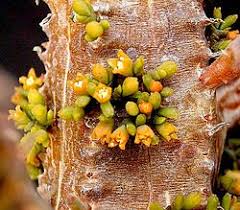 Image result for Viscum bagshawei