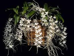 Image result for Aerangis ugandensis