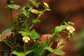 Image result for Crepidorhopalon