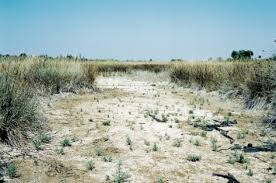 Image result for Cressa cretica