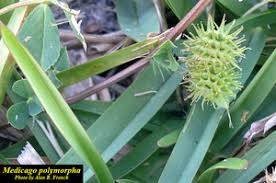 Image result for Medicago polymorpha