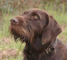 Pudelpointer Griffon Dog Hound Dog Puppies Rare Dogs