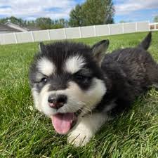 Hi i have 3 males and 5 females for sale they are 6 weeks ready to. Teton Malamutes Alaskan Malamute Breeder Auf Twitter Well Sitka S Last Baby Went Home Last Night Going To Miss These Little Furballs Https T Co Khszr8l6nt Alaskanmalamutepuppies Malamutepuppies Tetonmalamutes Https T Co Utrsghyovy