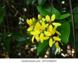 Image result for Tristellateia africana