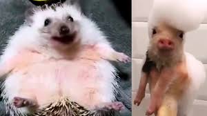 Diese fotosammlung heißt tolle und lustige tierbilder zum totlachen. Susse Und Lustige Tiere 2018 Lustige Tiere Zum Totlachen Vol 12 Funny Dutube Youtube