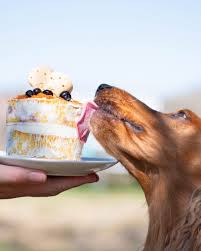 Cakes for dogs 2015 house style. 9 Dog Birthday Cake Recipes Without Peanut Butter Hey Djangles
