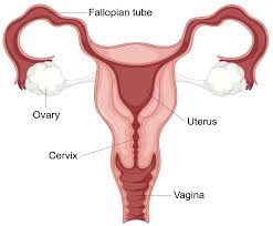 Image result for uterus