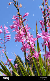 Image result for Watsonia borbonica