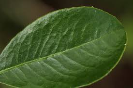 Image result for Embelia xylocarpa