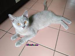 Semua orang boleh mencari di antara mereka dengan tepat haiwan kesayangannya, yang akan memberikan cintanya dan rasa hormat. Homemade Wet Food Untuk Kucing British Short Hair Programmer By Day Lifestyle Bloggger