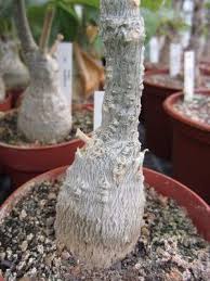 Image result for Fockea multiflora