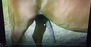 Swallowing horse cock
